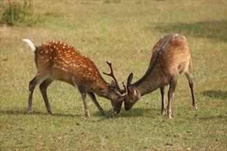 France, Haute Normandie, eure, corneville sur risle, manoir de nielles, dominique hochart, chambre d'hote, elevage de cerfs sika,