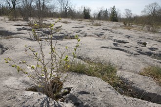 France, Loulle limestone pavement