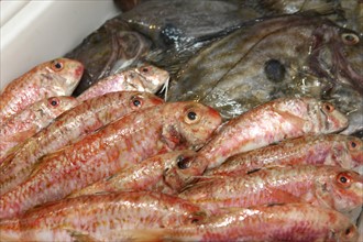 France, Fishmonger le petit mareyeur