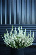 France, Haute Normandie, seine maritime, pourville sur mer, villa quartz, architecte eric pascal legris, proprietaire avec nicolas legrand, locations saisonnieres, gite, petit bouquet,