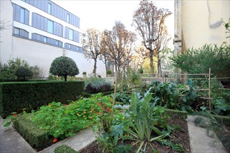 France, ile de france, paris 4e arrondissement, le marais, 21 rue des blancs manteaux, jardin conservatoire, legumes, fleurs.
Date : 2011-2012