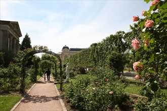 France, ile de france, paris 5e arrondissement, jardin des plantes, allee, rosier.
Date : 2011-2012