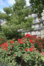 France, ile de france, paris, 10e arrondissement,  rue lafayette, square montholon, espace vert, jardin, rosiers, allee

Date : 2011-2012
