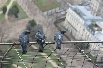 France, ile de france, paris 7e arrondissement, tour eiffel, interieur du monument concu par gustave eiffel, depuis le premier etage, panorama, pigeon,
