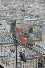 France, ile de france, paris 7e arrondissement, tour eiffel, interieur du monument concu par gustave eiffel, depuis le premier etage, panorama, pigeon,