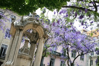 portugal, lisbonne, lisboa, signes de ville, lorgo do carmo,  paves, fleurs tombees des arbres, bairro alto, place, sol, voirie
Date : septembre 2011