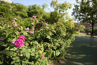 France, ile de france, paris 13e arrondissement, 22 Rue Pierre Gourdault, square heloise et abelard, jardin public,


Date : 2011-2012