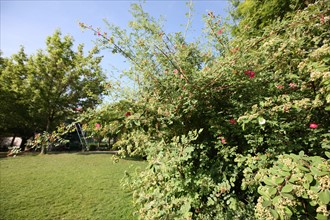 France, ile de france, paris 13e arrondissement, 22 Rue Pierre Gourdault, square heloise et abelard, jardin public,


Date : 2011-2012