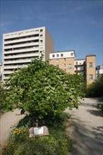 France, ile de france, paris 20e arrondissement, rue michel de bourges, square casque d'or, jardin public, fleurs, simone signoret, jacques becker, film,