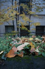 France, Region Ile de France, Paris 16e arrondissement, avenue du President Wilson, trottoir, feuilles mortes, matin,