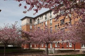 France, Region Ile de France, Hauts de Seine, Suresnes, cite jardin, arbres en fleur,