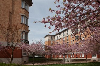 France, Region Ile de France, Hauts de Seine, Suresnes, cite jardin, arbres en fleur,