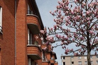 France, Region Ile de France, Hauts de Seine, Suresnes, cite jardin, arbres en fleur,