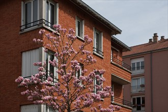 France, Region Ile de France, Hauts de Seine, Suresnes, cite jardin, arbres en fleur,