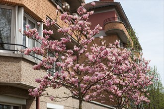 France, Region Ile de France, Hauts de Seine, Suresnes, cite jardin, arbres en fleur,