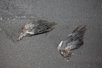 Allemagne (Germany), Berlin, Friedrichshain, immeuble, ancien Berlin Est, ailes d'oiseaux morts sur le trottoir,