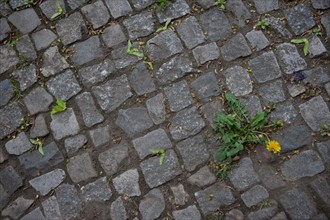 Allemagne (Germany), Berlin, Prenzlauer Berg, signes de ville, paves, vegetation