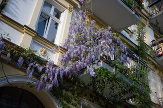 Allemagne (Germany), Berlin, Prenzlauer Berg, Oderberger Strasse, glycine,