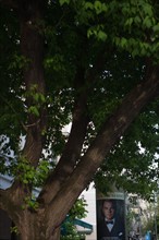 Allemagne (Germany), Berlin, Prenzlauer Berg, Oderberger Strasse, arbre et affiche Gatsby le Magnifique avec Leonardo di Caprio,