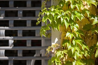 Allemagne (Germany), Berlin, Prenzlauer Berg, Gaudy Strasse, detail mur, facade, vegetation et grille