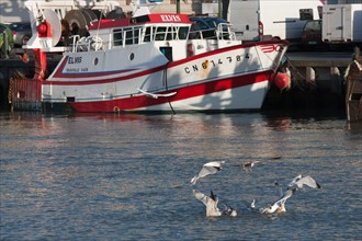 France, region Basse Normandie, Calvados, Cote fleurie, Trouville-sur-Mer, port, chalutiers a quai, mouettes, eau, la Touques,