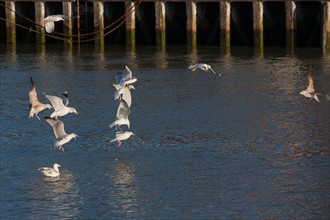 France, region Basse Normandie, Calvados, Cote fleurie, Trouville-sur-Mer, port, chalutiers a quai, mouettes, eau, la Touques,