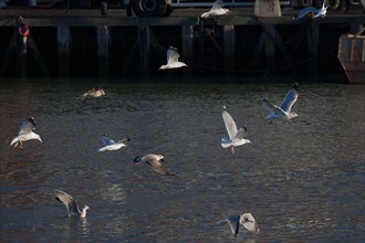 France, region Basse Normandie, Calvados, Cote fleurie, Trouville-sur-Mer, port, chalutiers a quai, mouettes, eau, la Touques,