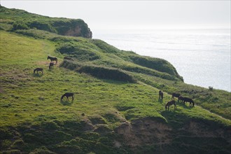 France, region Haute Normandie, Seine Maritime, pays des hautes falaises, Etretat, Valleuse d'Antifer, le tilleul,