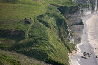 France, region Haute Normandie, Seine Maritime, pays des hautes falaises, Etretat, Valleuse d'Antifer, le tilleul,