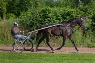 France, Ile de France, Val-de-Marne, Boissy-Saint-Leger, centre d'entrainement de Grosbois, chateau, trot, courses hippiques,