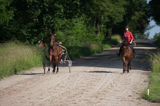 France, Ile de France, Val-de-Marne, Boissy-Saint-Leger, centre d'entrainement de Grosbois, chateau, trot, courses hippiques,