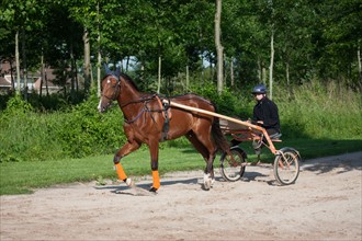 France, Ile de France, Val-de-Marne, Boissy-Saint-Leger, centre d'entrainement de Grosbois, chateau, trot, courses hippiques,