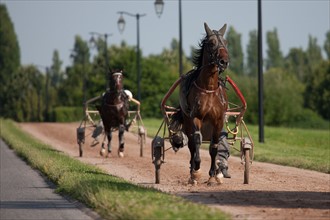 France, Ile de France, Val-de-Marne, Boissy-Saint-Leger, centre d'entrainement de Grosbois, chateau, trot, courses hippiques,