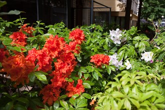 France, Région Ile de France, Paris 4e arrondissement, le Marais, Rue du Trésor, fleurs et
