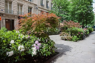 France, Région Ile de France, Paris 4e arrondissement, le Marais, Rue du Trésor, fleurs et