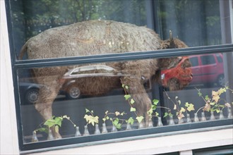 France, Région Ile de France, Paris 6e arrondissement, Rue Guynemer, bison en vitrine,