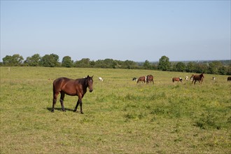 Manche,  Haras de Bellevent