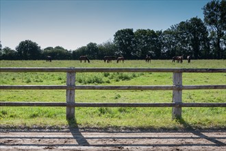 Manche,  Haras de Bellevent