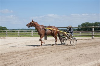 Manche,  Haras de Bellevent