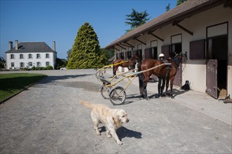 France, Région Basse Normandie, Manche, Haras de Bellevent, écurie Pierre Levesque, entraînement de