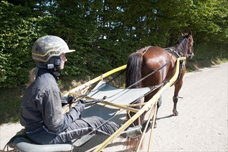 Manche,  Haras de Bellevent