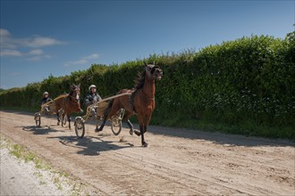 Manche,  Haras de Bellevent