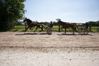 Manche,  Haras de Bellevent