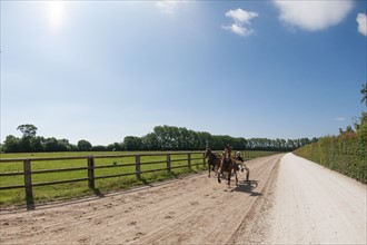 Manche,  Haras de Bellevent