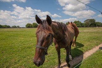 Manche,  Haras de Bellevent