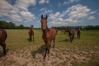 France, Région Basse Normandie, Manche, Haras de Bellevent, écurie Pierre Levesque, entraînement de