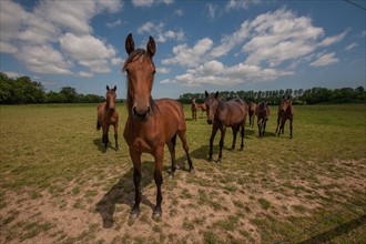 France, Région Basse Normandie, Manche, Haras de Bellevent, écurie Pierre Levesque, entraînement de