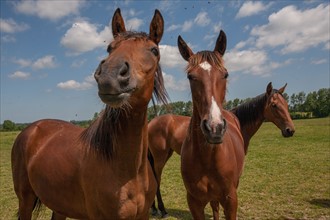 Manche,  Haras de Bellevent