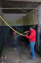 France, Région Basse Normandie, Manche, Haras de Bellevent, écurie Pierre Levesque, entraînement de