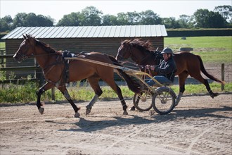 Manche,  Haras de Bellevent